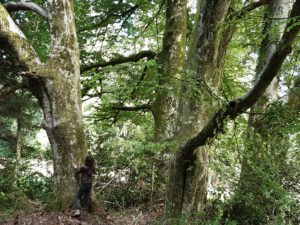 Au cœur des arbres